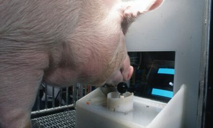 Untersuchungen zeigen, dass Schweine lernen können, wie man Videospiele spielt Untersuchungen zeigen, dass Schweine lernen können, wie man Videospiele spielt